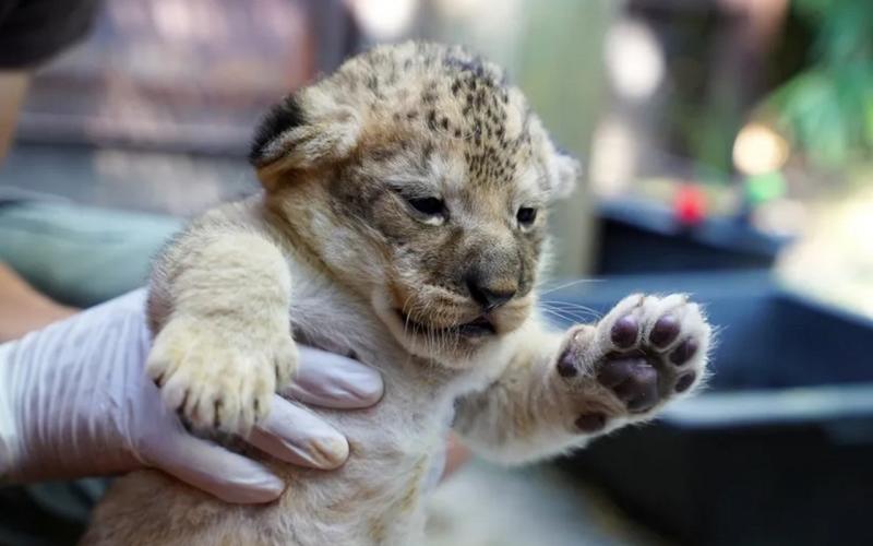 Amnéville : deux lionceaux naissent sous les yeux des visiteurs