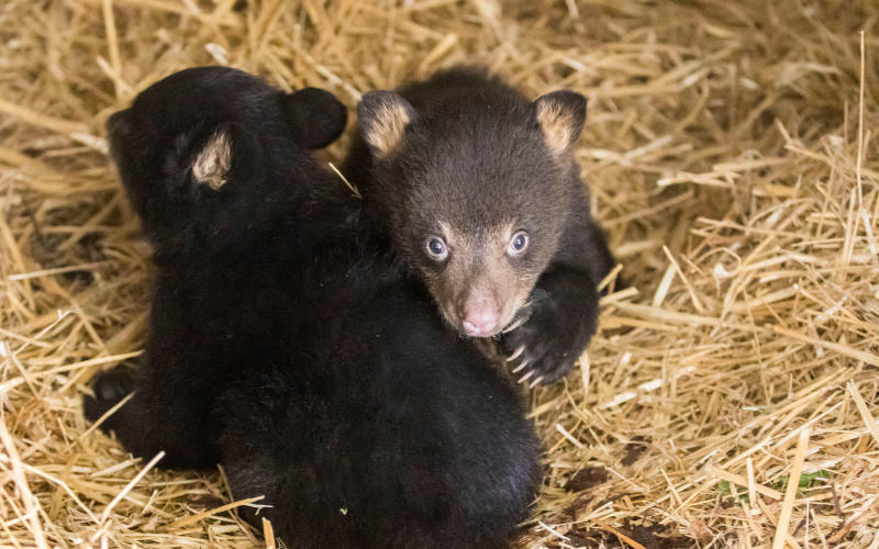 Deux petits oursons noirs sont nés au Parc Animalier de Sainte-Croix