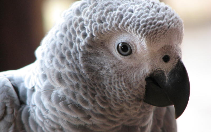 L'incroyable histoire de Nigel