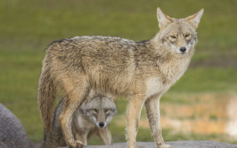 Le Parc Animalier de Sainte-Croix démarre sa saison le 19 mai 