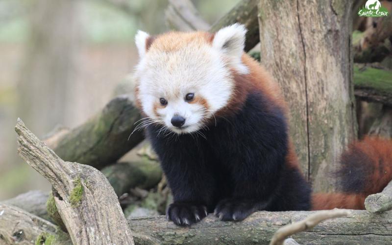 Le Parc de Sainte Croix accueille une nouvelle pensionnaire