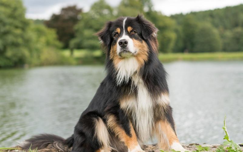 Les chiens du Grand-Est, à l'honneur au Salon de l'Agriculture