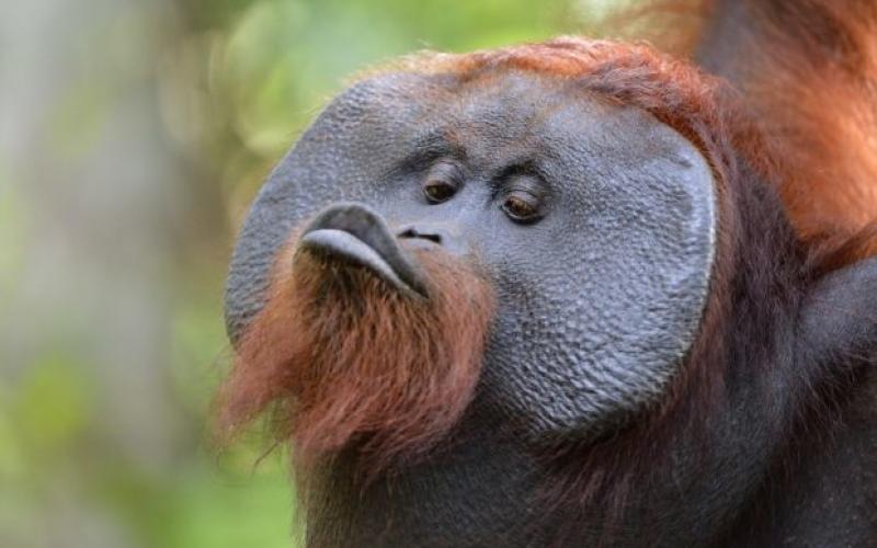 Les singes d'un zoo peuvent désormais trouver l'amour via internet