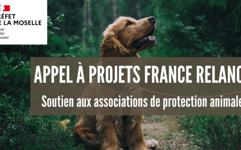 Moselle : une enveloppe de 50 000 euros pour la protection animale 