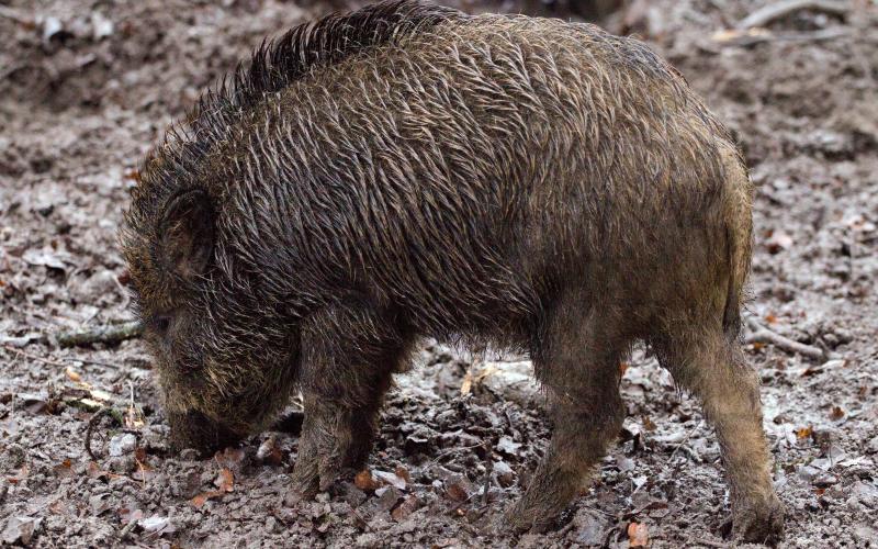 Opération de régulation du sanglier : l'A31 fermée dimanche matin