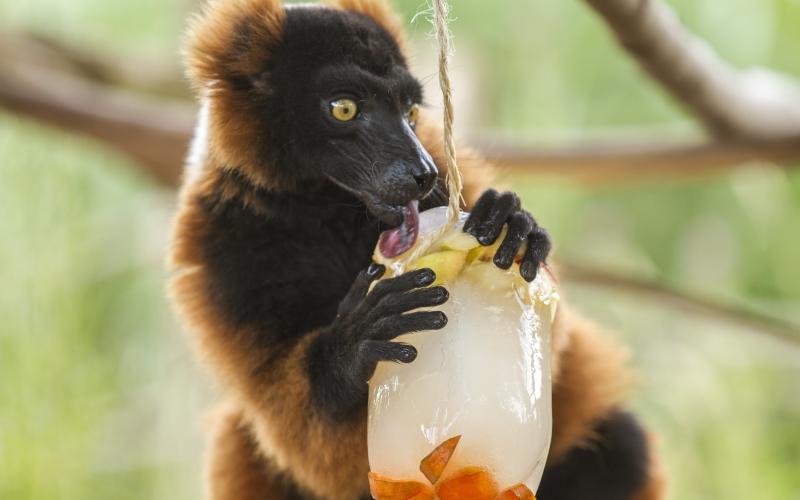 Parc de Sainte-Croix : du rafraîchissement pour les animaux en pleine canicule