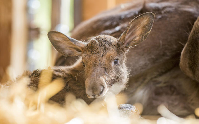 Parc Ste Croix : deux faons d'élan jumeaux sont nés !