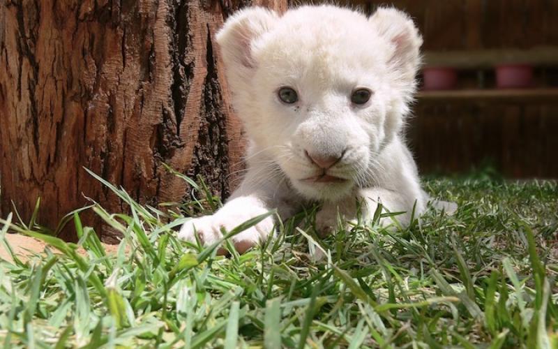  Rejeté par sa mère, le lionceau Chaka est élevé au biberon par un dresseur du Zoo d'Amnéville 