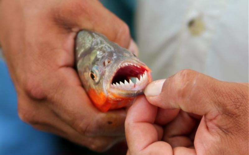 Un pêcheur mordu par un piranha dans les Vosges