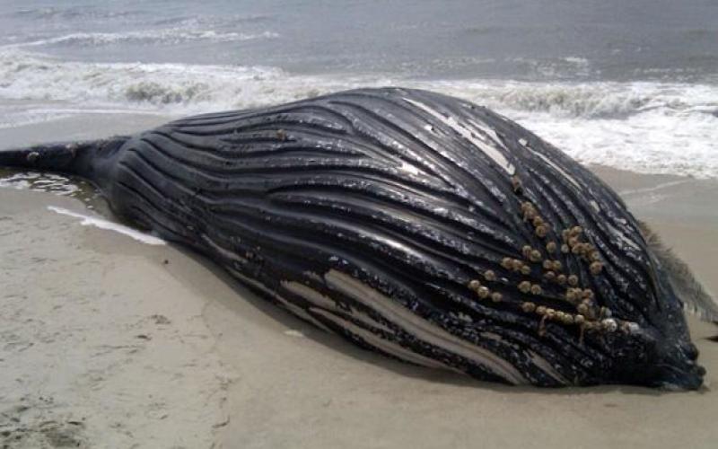 Une carcasse de baleine mise aux enchères