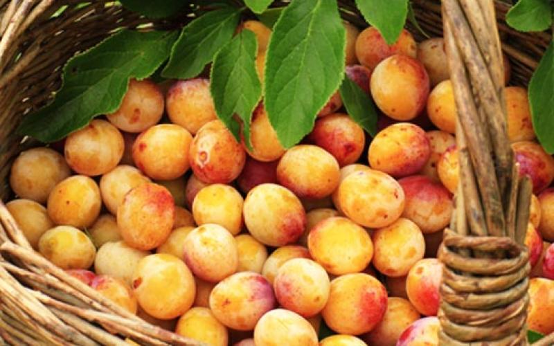 Une production exceptionnelle de mirabelles attendue pour 2014