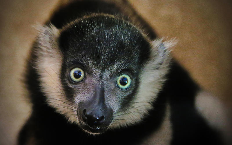 Zoo d'Amnéville : Baby boom estival !