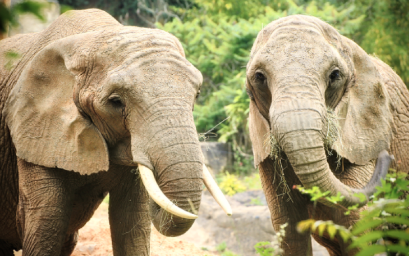 Zoo d'Amnéville : deux éléphantes d'Afrique sont arrivées !