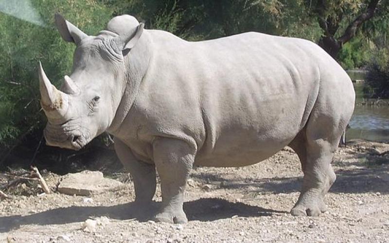 Zoo d'Amnéville : Mieux connaître les rhinocéros blancs