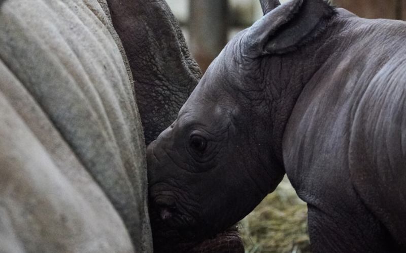 Zoo d'Amnéville : naissance d’un 3ème petit rhinocéros