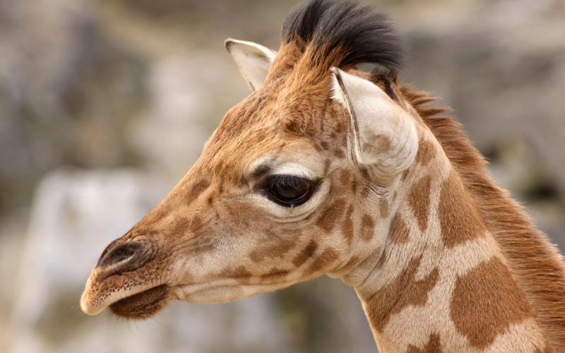 Zoo d'Amnéville : première naissance d'un bébé girafe !