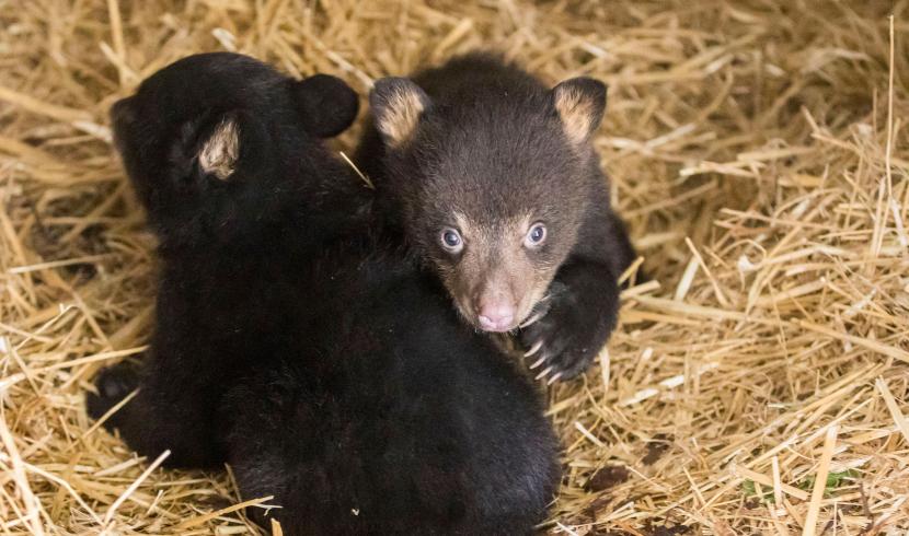 Deux petits oursons noirs sont nés au Parc Animalier de Sainte-Croix