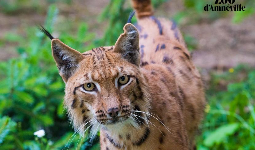 Zoo d'Amnéville : 2 nouveaux lynx rejoignent le parc