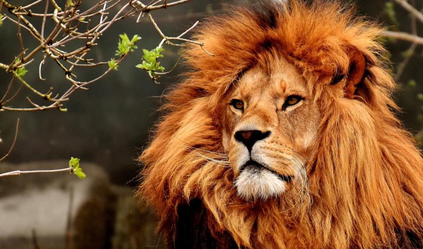 Zoo d'Amnéville : le lion Hélios s'est éteint
