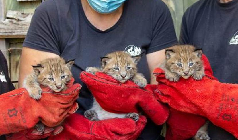 Parc de Sainte-Croix : naissance de trois petit lynx