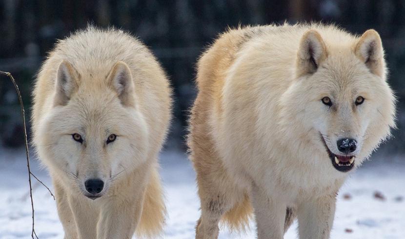 Huit loups arctiques ont rejoint le parc de Sainte-Croix