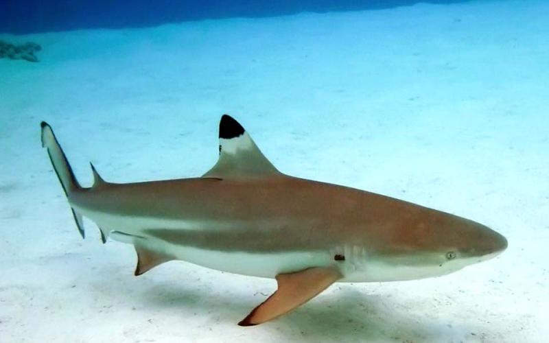 Amnéville : 3 requins "pointes noires" rejoignent l'aquarium