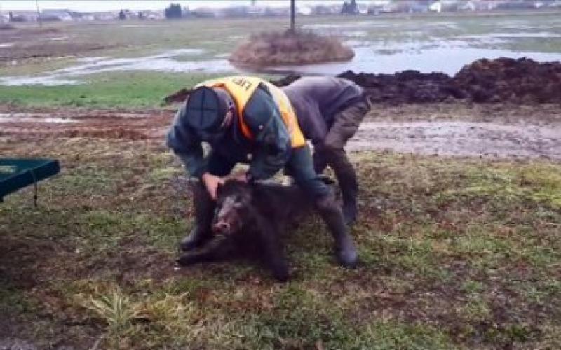 Battue le long de l'A31 : Plus d'une trentaine de sangliers, ont été tués ce week-end