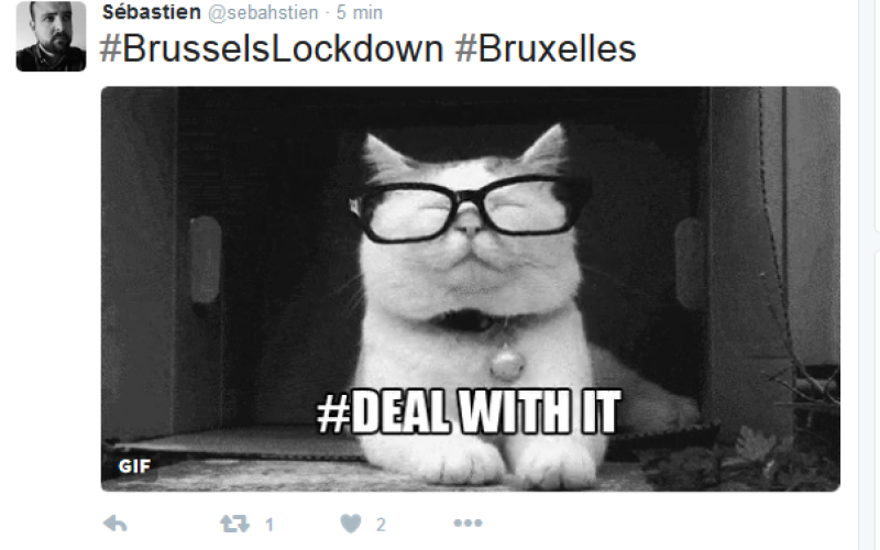 Belgique : des internautes diffusent des photos de chatons en attendant la fin des opérations antiterroristes