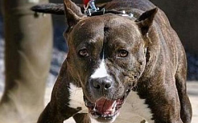 Borny : Un ambulancier agressé par un chien