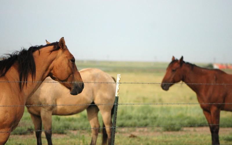 Chevaux mutilés : l’homme arrêté dans le Grand-Est mis hors de cause, sa garde à vue levée