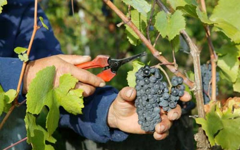 Coup d'envoi des vendanges en Région Lorraine