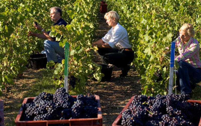 Coup d'envoi pour les vendanges en Moselle 