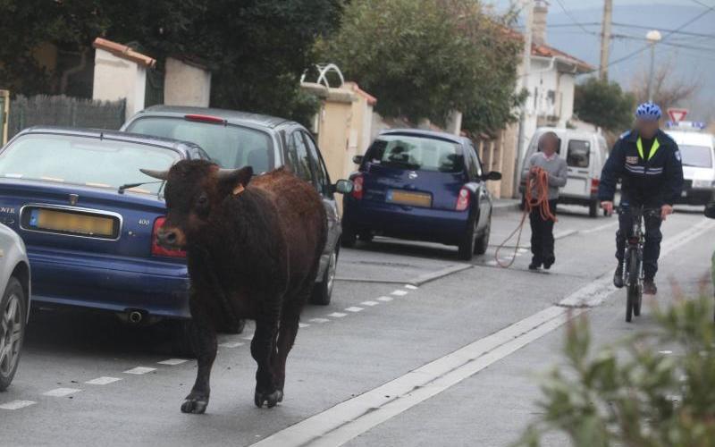 Des taureaux sur la chaussée