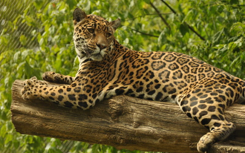 Deux « panthères de l’Amour » sont arrivées au zoo d’Amnéville