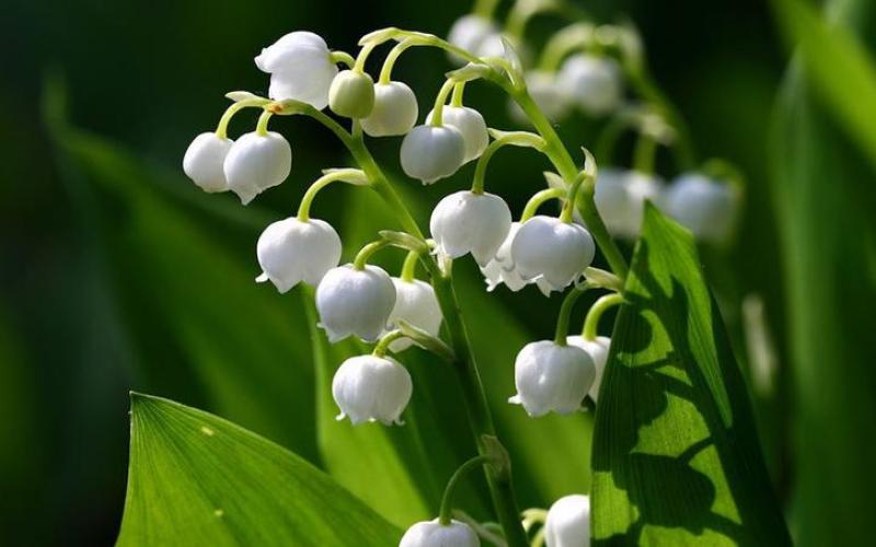 Dimanche 1er mai, comme tous les ans, la star du jour ce sera le muguet !