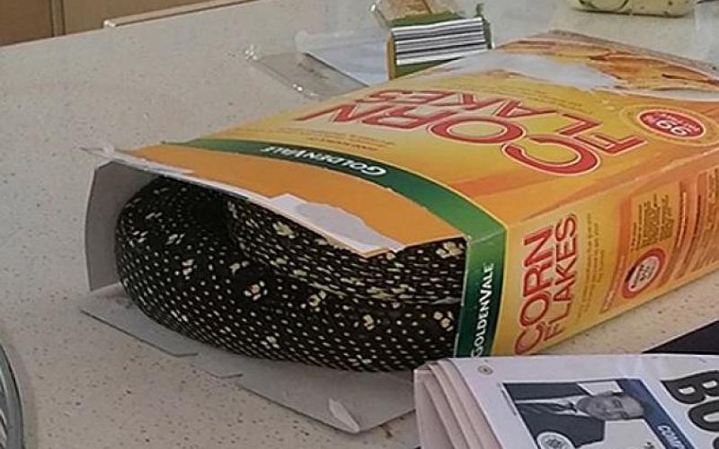 Drôle de surprise dans un paquet de céréales