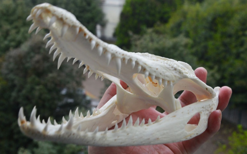 Ennery : les douaniers mettent la main sur un crâne de crocodile rare et des armes