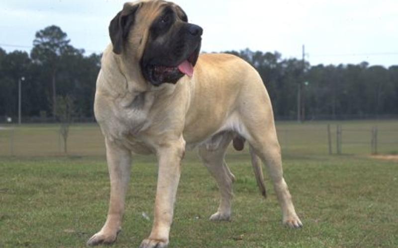 Freyming-Merlebach : le molosse fait fuir les braqueurs