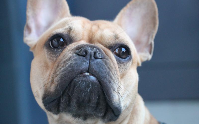 Grand Est : 8 mois ferme pour celui qui avait défenestré son chien