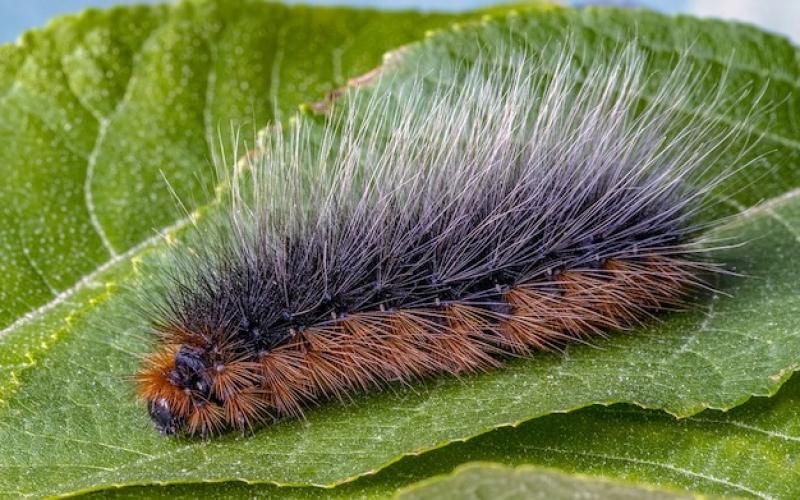 Guenange : des drones pour éliminer des chenilles