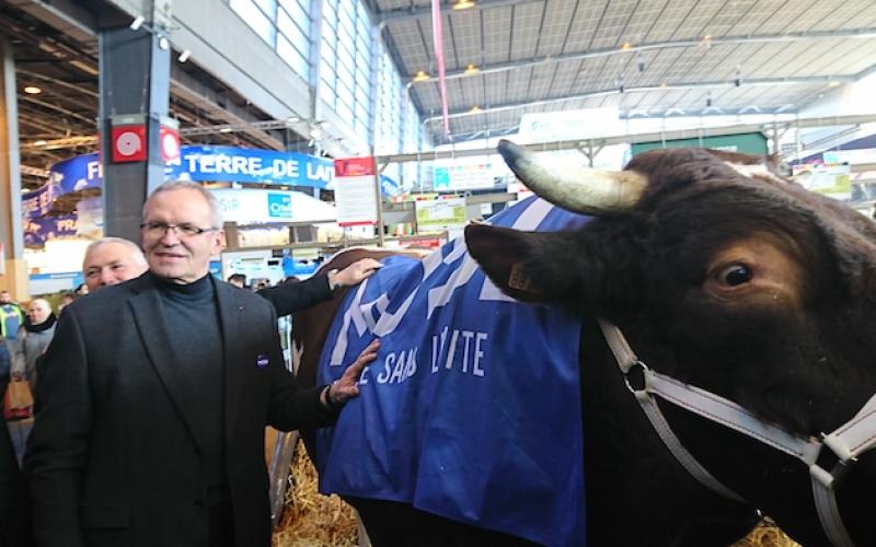 Hangora, taureau mosellan en lice pour le concours prévu ce vendredi au Salon de L'Agriculture