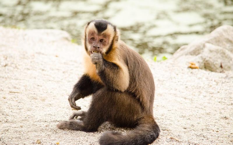 Hayange : le singe capucin est hors de danger !