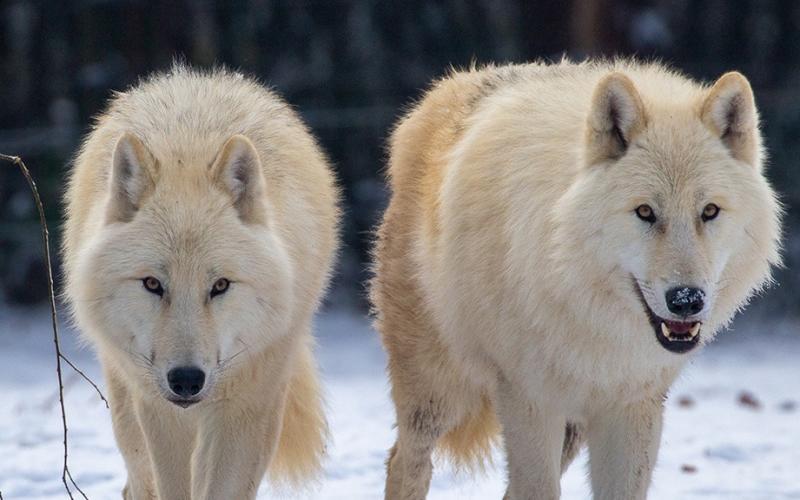 Huit loups arctiques ont rejoint le parc de Sainte-Croix