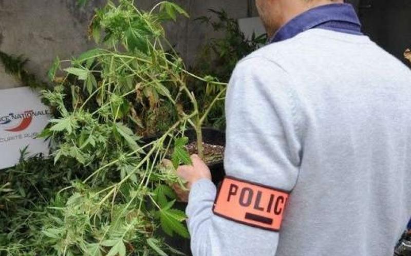 La drogue pousse dans un hangar : deux hommes arrêtés à Moulins-Lès-Metz 