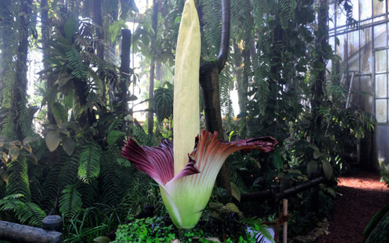 La fleur qui sent le plus mauvais vient enfin d'éclore