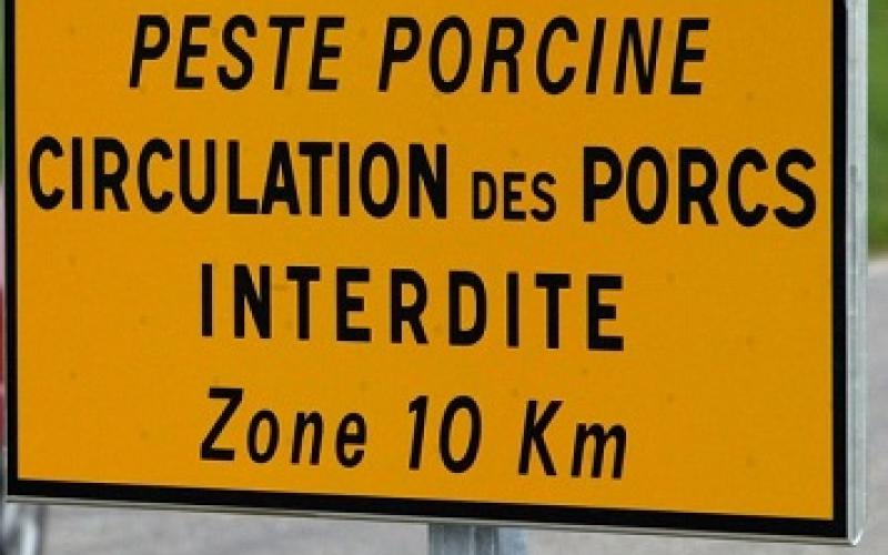 La peste porcine continue sa propagation et amène son lot d'aléas jusqu'à nos frontières