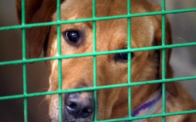 La SPA saisit 70 chiens et 20 chats dans une ferme de Ranguevaux