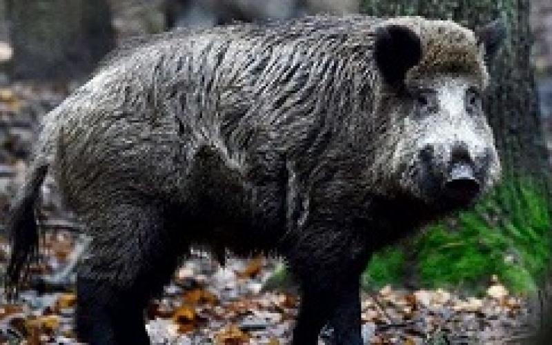 La zone blanche contre la peste porcine s’étend à la Meurthe-et-Moselle