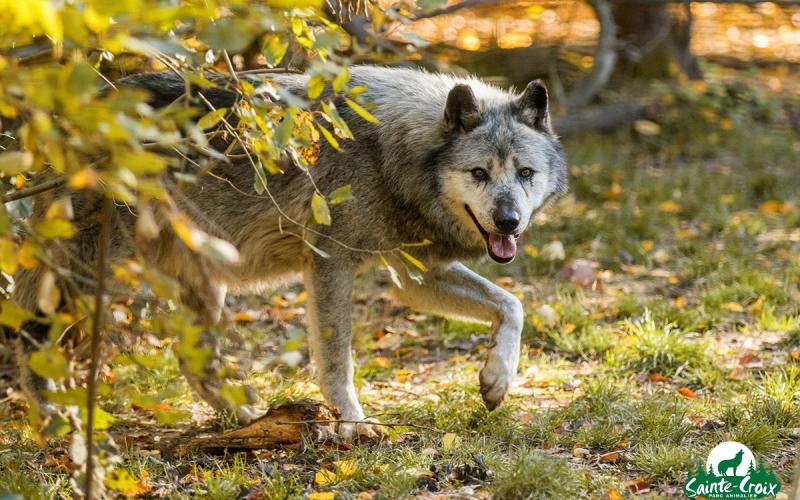 Le parc de Sainte Croix, perd l'un des ses animaux mythiques