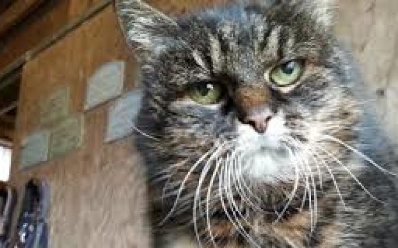 Le plus vieux chat du monde